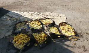 В Чувашии на одной из оптовых баз обнаружили 280 кг свежих яблок неизвестного происхождения