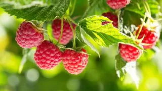 Как легко остановить разрастание малины