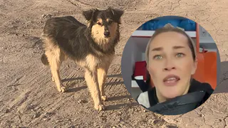 В Рязани девочка попала в больницу после нападения собак: мать требует принять меры