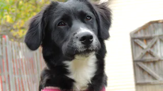 Вечная энергия и крепкие суставы: 5 пород собак, которым не страшны болезни