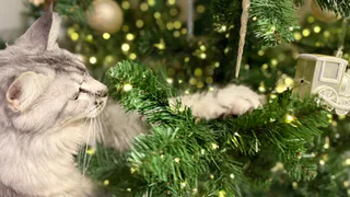 Под Рязанью усиленно патрулируют леса, нарушителям грозят огромные штрафы