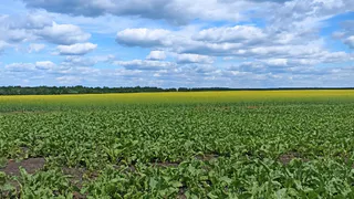 818 тонн зерна из Рязанской области отправилось в соседние области