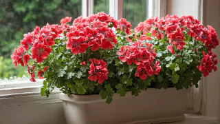 Крошу в горшок — и герань как подменили: листва не желтеет, а бутоны лезут даже на молодых черенках