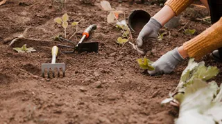 Даже бетонная почва на следующий год станет мягкой, если добавить всего 3 компонента - хватит и 200 грамм