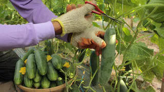 Не огурцы, а песня: хрустящие, без горечи, с тонкой кожицей, урожай до 20 кг/м² и в зной, и в холод