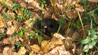 Под Рязанью восьмилетнего мальчика укусила ядовитая змея