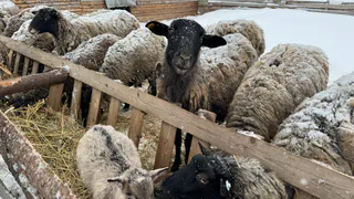 187 тысяч овец хватит всем: Татарстан отказался от импорта скота к Курбан‑байраму