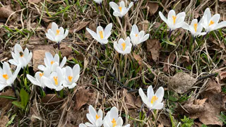 13 апреля Коми ожидает погода с контрастными температурами: от -17 до +17