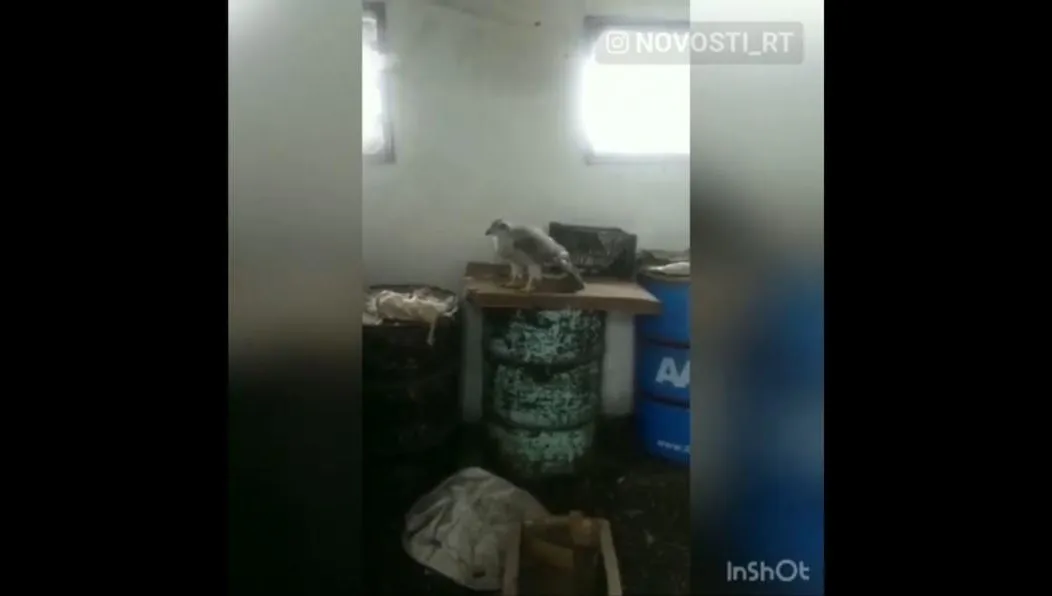 Татарстанец уже третий день не может выгнать хищную птицу