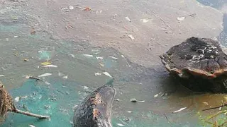 Про экологию: в Никуличах водоем стал сине-зеленым