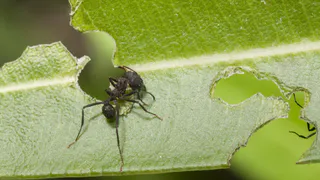 Берем пустой тюбик от зубной пасты – и спасаем урожай от вредителей: главный помощник всех дачников и огородников