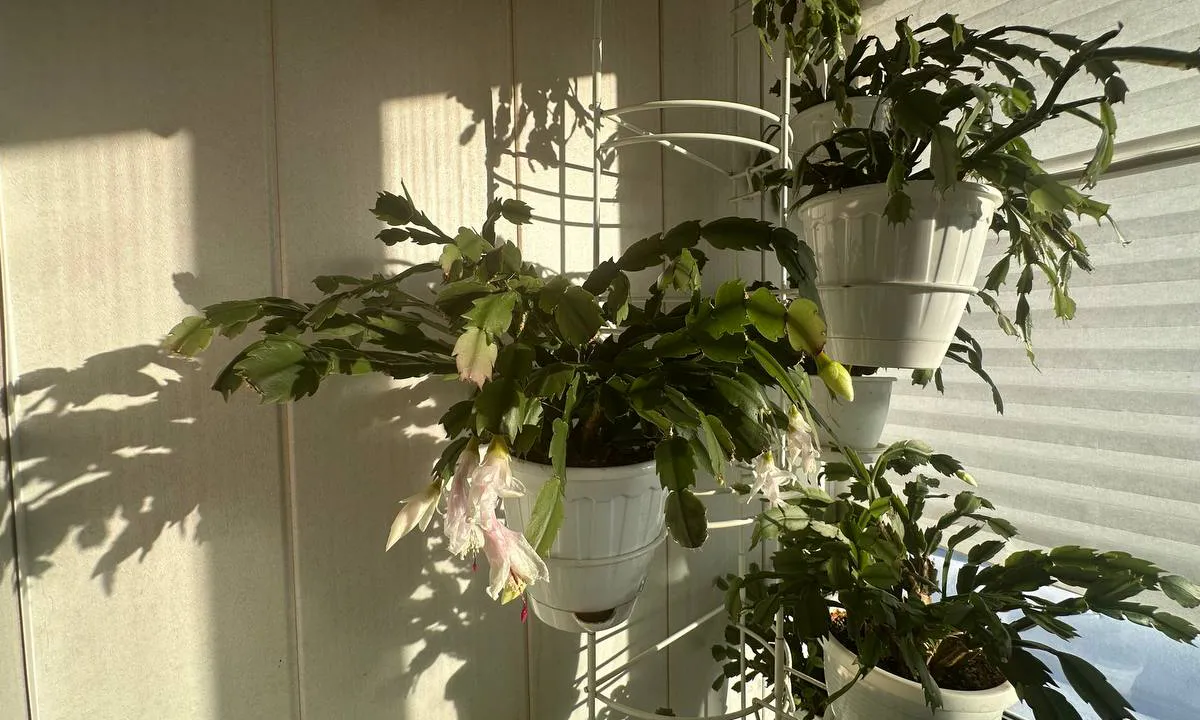 Без танцев с бубнами и специальных ламп: одна подкормка решит все проблемы с декабристом — радует цветом до апреля