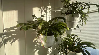 Декабрист не будет цвести, если не сделать это — удобрения тоже не помогут: нужно взять только таз