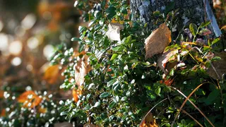 Туризм на охраняемых территориях Коми: как изменится его организация с 2025 года