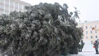 Праздник на контроле: как в Магнитогорске следят за законностью ёлочных базаров