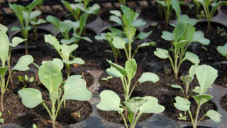 Чем удобрить рассаду после высадки в грунт: натуральные подкормки для обильного урожая