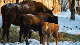 Развратница из владимирского заказника стала мамой очаровательного четвероногого малыша