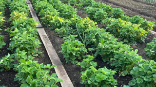 Назван опасный для здоровья овощ: он убивает почки