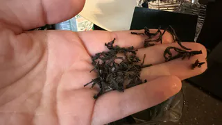 Напоила декабристов «чаем» — зацвели в унисон на весь подоконник: даже сортовые кусты в цвету