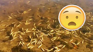 Десятки окуней: в Касимовском районе массово погибла рыба (ВИДЕО)