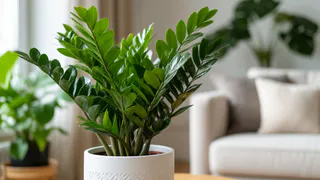 Замиокулькас желтеет и разваливается? Все дело в 1 причине - проверьте свой цветок