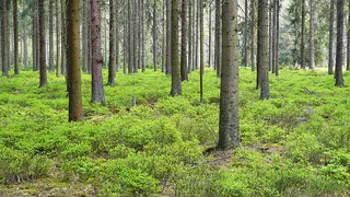 Сбор популярной ягоды теперь под запретом: для россиян предусмотрены крупные штрафы