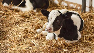 Сельхозпредприятия области получат 22,5 миллиона рублей на новые телятники