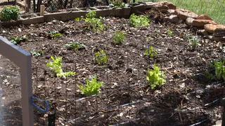 Чеснок в мае умоляет ему помочь: три простых подкормки для богатого урожая