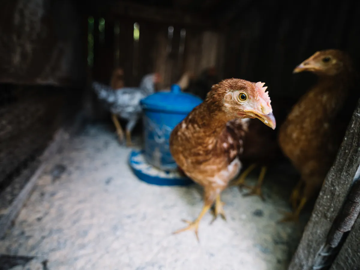 Алопеция в прошлом – спасаем несушек от облысения: Три секрета здорового курятника