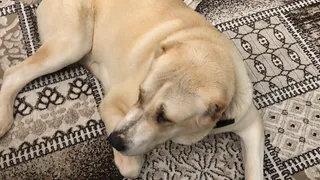 По улицам Рощи бегает алабай. Рязанка просит помочь в поисках собаки