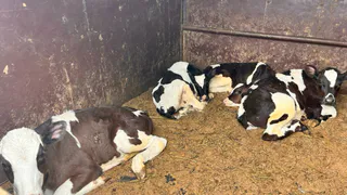 В Чувашии остановили перевозку телят без ветеринарных документов