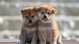 У жителя Коми украли породистых щенков