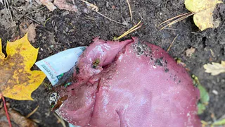 В нижнекамском лесу нашли ритуальную печень и деньги