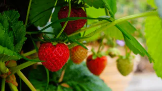 С 21 по 31 мая клубнике — обязательно: добавляю 6 таблеток на литр — и ягод будет видимо-невидимо