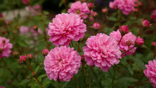 Петунии в пролете - этот дивный многолетник украсит ваш сад: стильный цветок с чарующим ароматом