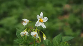 Как удобрять картошку для крупных клубней и плодородной почвы