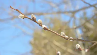 "Весна пришла - весне дорогу..." - прогноз погоды на неделю