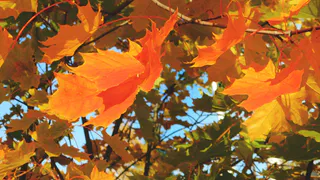 18 сентября в Чувашии ожидается повышенная влажность воздуха