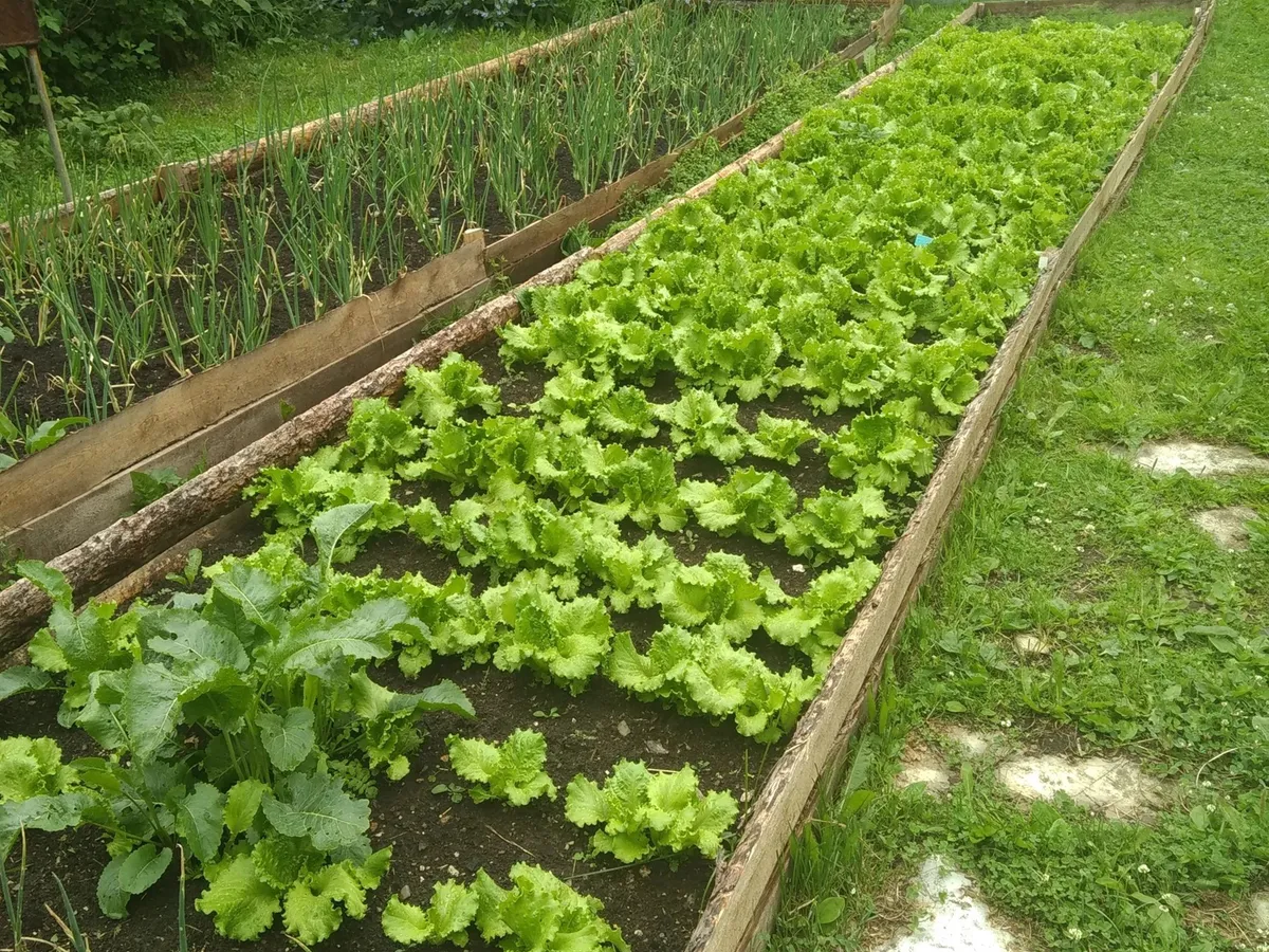 Теперь морковка всегда всходит рано: дедушка раскрыл секрет, как сделать урожай в 3 раза больше