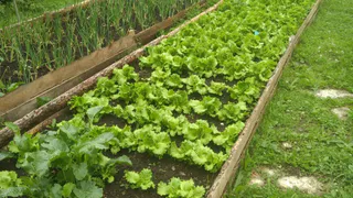 Теперь морковка всегда всходит рано: дедушка раскрыл секрет, как сделать урожай в 3 раза больше