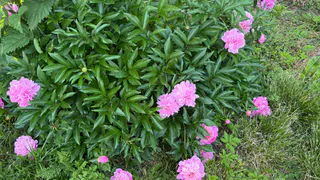 Этот великолепный многолетник затмит все известные вам цветы: пышные лиловые облака будут радовать глаз до октября