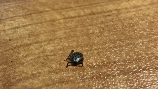 Клещи ненавидят этот запах: стоит копейки, а защищает в сто раз лучше магазинного аэрозоля