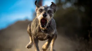 За нападения собак вырастут штрафы для владельцев и чиновников