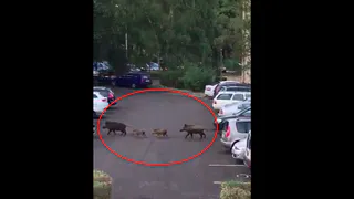 Стадо кабанов разгуливает 5 минутах от центра Рязани - видео