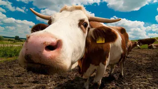 Во Владимирской области собственник захламил участок отходами животных