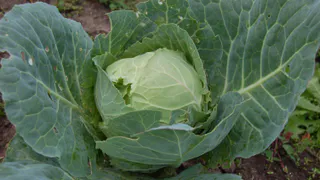 Ранняя капуста треснет уже до 15 июля: как спасти - рекомендации опытных дачников