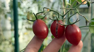 Пора сеять комнатные томаты: эти сорта стабильно дают помидоры в квартире, даже если света мало