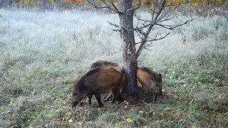 В Окском заповеднике кабанчики чешут спинку о дерево