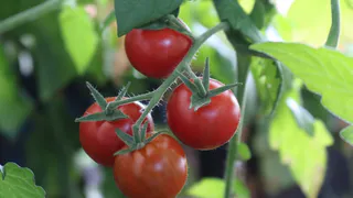 Томаты «дуреют» от этой подкормки — 1 ложку на ведро воды — кусты усыпаны цветами и растут по 2 см в день