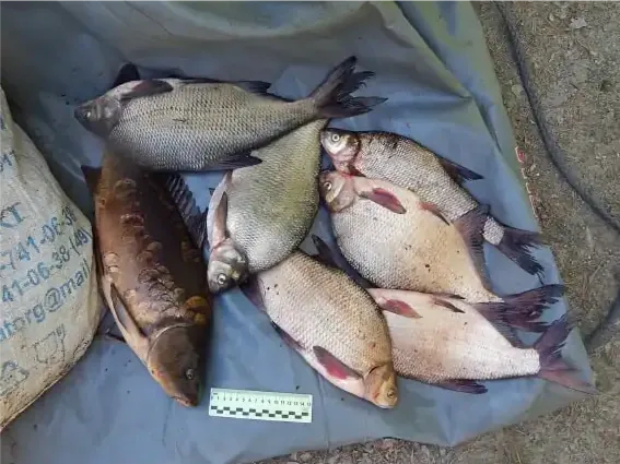 Троих жителей Челябинской области задержали с крупным незаконным уловом